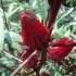 rosella-as-a-medicinal-product-1