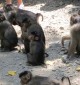 wisata-hewan-monyet-sibaganding