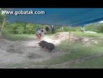 seekor-babi-mengamuk