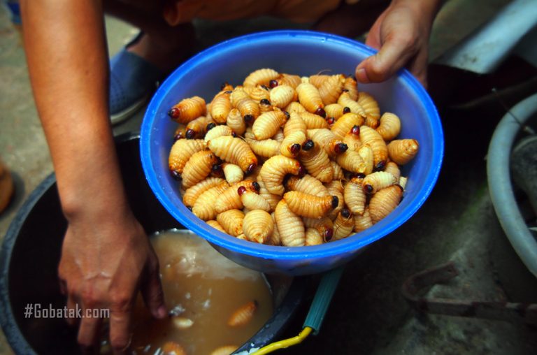 Makanan Terunik: Kidu Kuliner Unik Dari Ulat Bagot atau Ulat Sagu
