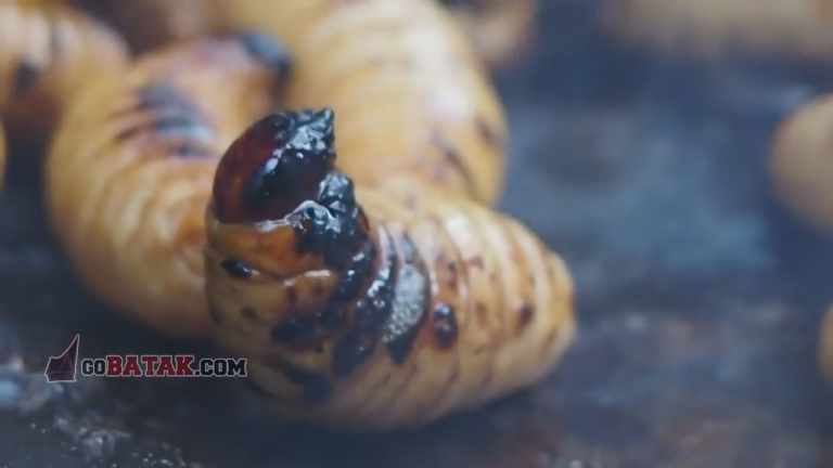 Bisa Jadi Tambul Kidu Ulat Sagu Juga Mengandung Banyak Protein